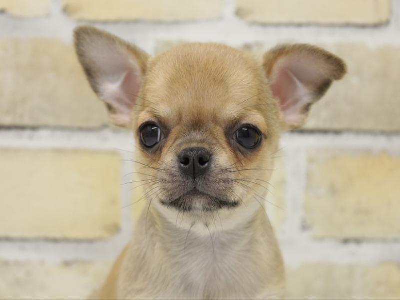 佐賀県のチワワ(ロング) (ワンラブゆめタウン佐賀店/2025年10月10日生まれ/女の子/フォーンホワイト)の子犬の1枚目の画像