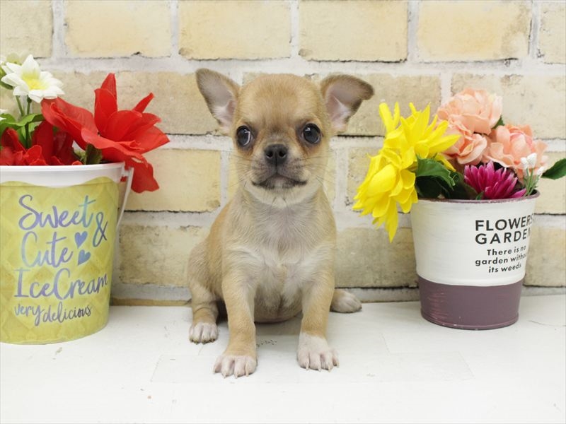 佐賀県のチワワ(ロング) (ワンラブゆめタウン佐賀店/2025年10月10日生まれ/女の子/フォーンホワイト)の子犬の3枚目の画像