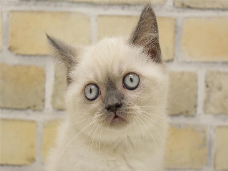 福岡県のブリティッシュショートヘアー (ワンラブ福岡総本店/2025年10月9日生まれ/女の子/ブルーポイント)の子猫の1枚目の画像