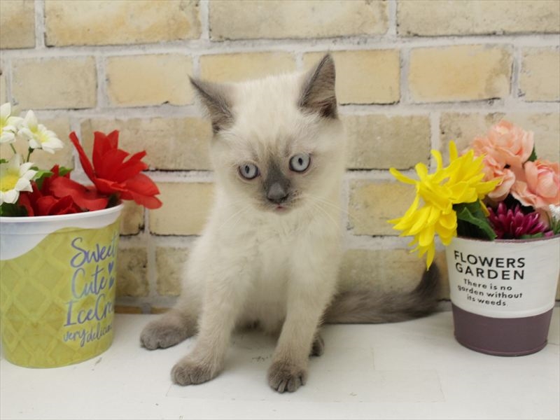 福岡県のブリティッシュショートヘアー (ワンラブ福岡総本店/2025年10月9日生まれ/女の子/ブルーポイント)の子猫の3枚目の画像