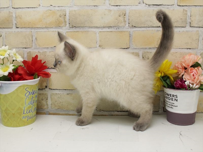 福岡県のブリティッシュショートヘアー (ワンラブ福岡総本店/2025年10月9日生まれ/女の子/ブルーポイント)の子猫の2枚目の画像