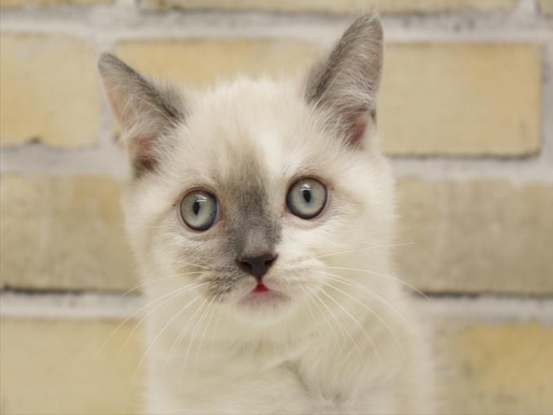 福岡県のブリティッシュショートヘアー (ワンラブ福岡総本店/2025年10月9日生まれ/男の子/ブルーポイント)の子猫の1枚目の画像