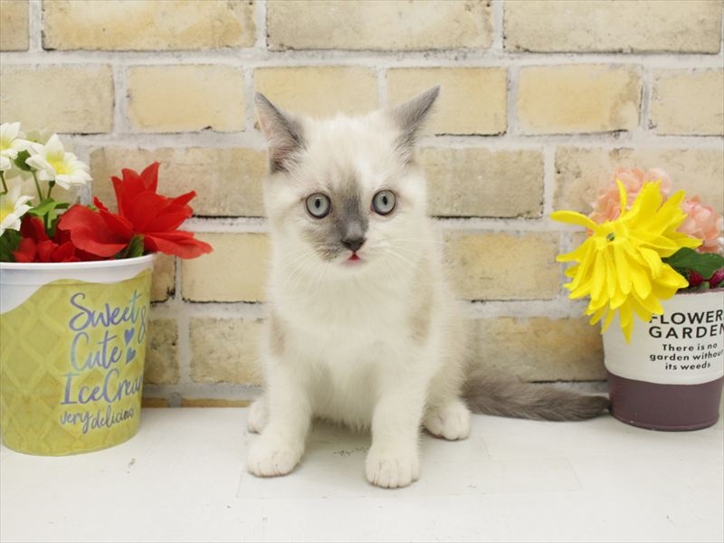 福岡県のブリティッシュショートヘアー (ワンラブ福岡総本店/2025年10月9日生まれ/男の子/ブルーポイント)の子猫の3枚目の画像