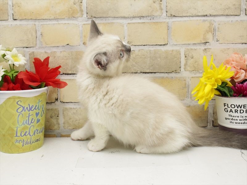 福岡県のブリティッシュショートヘアー (ワンラブ福岡総本店/2025年10月9日生まれ/男の子/ブルーポイント)の子猫の2枚目の画像