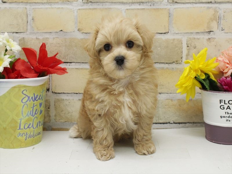 熊本県のマルプー(マルチーズ×プードル) (ワンラブカインズ熊本宇土店/2025年10月14日生まれ/男の子/クリーム)の子犬の3枚目の画像