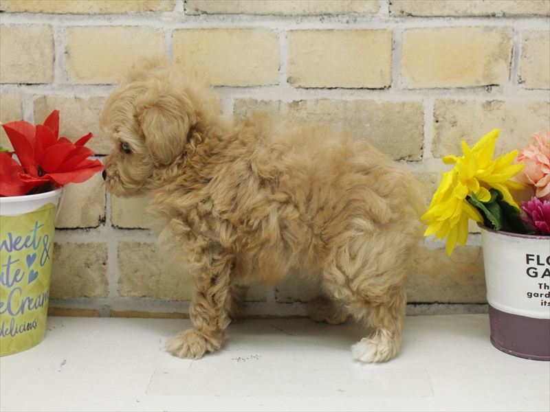 熊本県のマルプー(マルチーズ×プードル) (ワンラブカインズ熊本宇土店/2025年10月14日生まれ/男の子/クリーム)の子犬の2枚目の画像