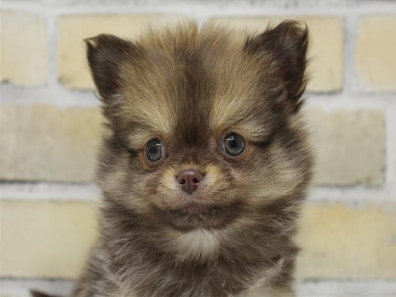 熊本県のポメチワ/チワポメ/ポメチー(ポメラニアン×チワワ) (ワンラブカインズ熊本宇土店/2025年10月12日生まれ/男の子/チョコレートフォーン)の子犬の1枚目の画像