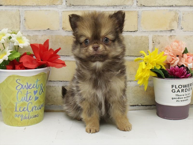 熊本県のポメチワ/チワポメ/ポメチー(ポメラニアン×チワワ) (ワンラブカインズ熊本宇土店/2025年10月12日生まれ/男の子/チョコレートフォーン)の子犬の3枚目の画像