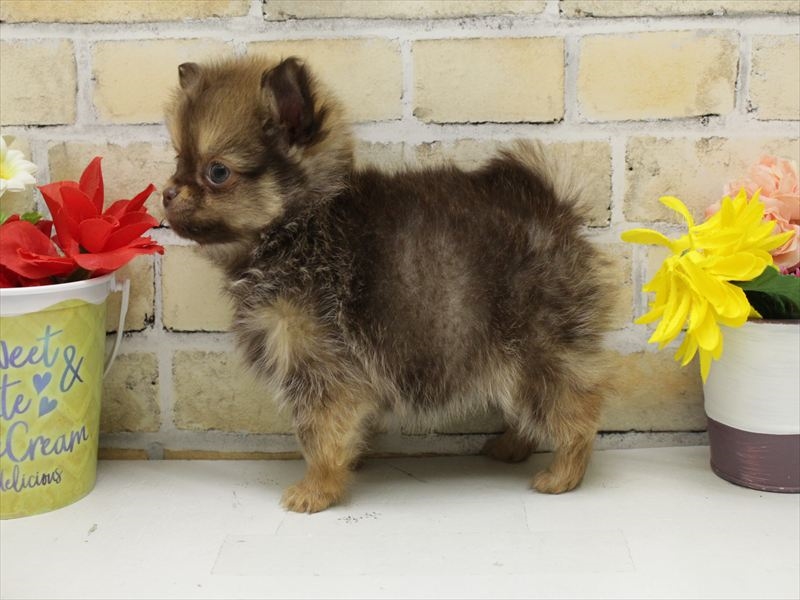 熊本県のポメチワ/チワポメ/ポメチー(ポメラニアン×チワワ) (ワンラブカインズ熊本宇土店/2025年10月12日生まれ/男の子/チョコレートフォーン)の子犬の2枚目の画像