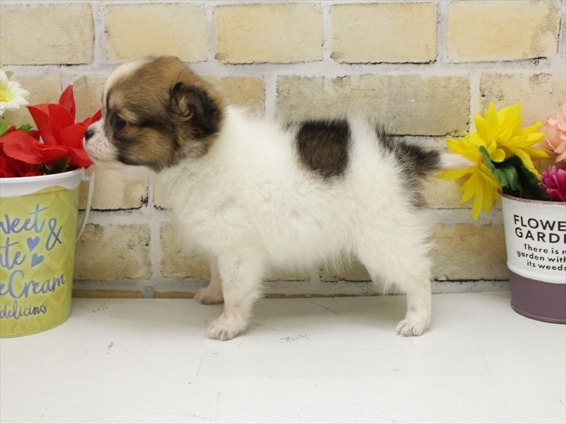 熊本県のポメチワ/チワポメ/ポメチー(ポメラニアン×チワワ) (ワンラブゆめタウン光の森店/2025年10月12日生まれ/女の子/ホワイトレッド)の子犬の2枚目の画像