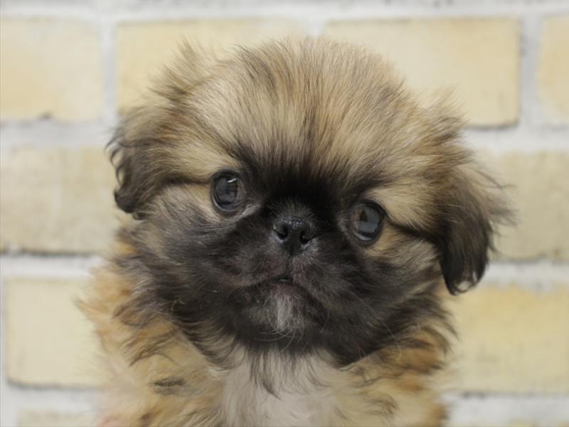 福岡県のペキニーズ (ワンラブ福岡総本店/2025年10月13日生まれ/男の子/フォーン)の子犬の1枚目の画像