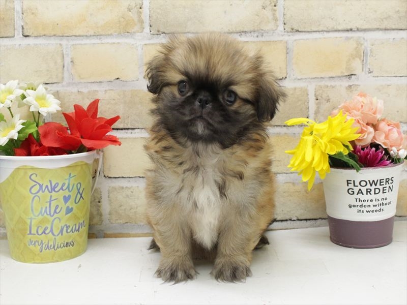 福岡県のペキニーズ (ワンラブ福岡総本店/2025年10月13日生まれ/男の子/フォーン)の子犬の3枚目の画像