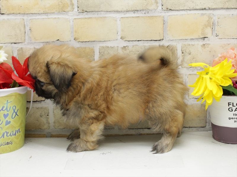 福岡県のペキニーズ (ワンラブ福岡総本店/2025年10月13日生まれ/男の子/フォーン)の子犬の2枚目の画像