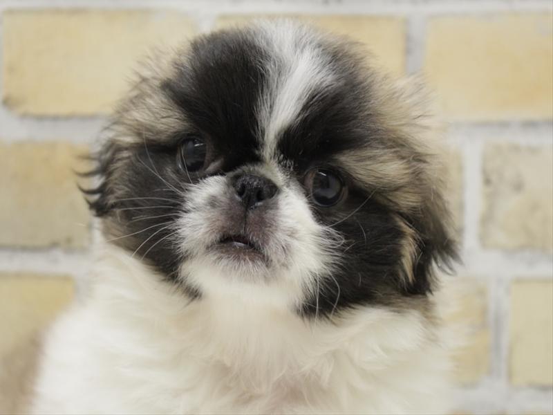 福岡県のペキニーズ (ワンラブ福岡総本店/2025年10月13日生まれ/女の子/パーティーカラー)の子犬の1枚目の画像