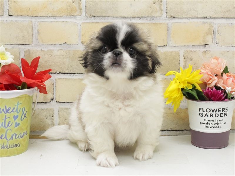 福岡県のペキニーズ (ワンラブ福岡総本店/2025年10月13日生まれ/女の子/パーティーカラー)の子犬の3枚目の画像