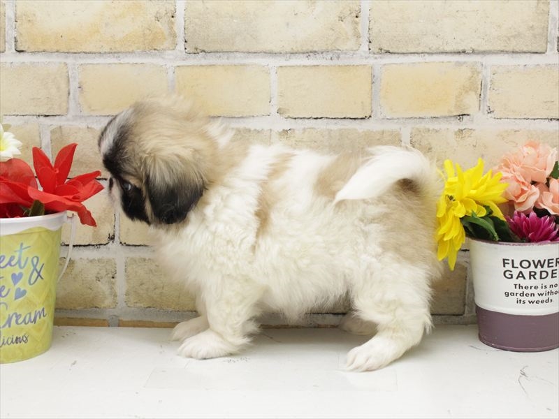 福岡県のペキニーズ (ワンラブ福岡総本店/2025年10月13日生まれ/女の子/パーティーカラー)の子犬の2枚目の画像