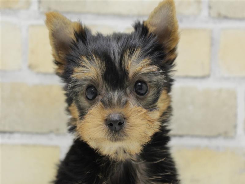 福岡県のヨークシャーテリア (ワンラブ福岡総本店/2025年10月13日生まれ/女の子/スチールブルータン)の子犬の1枚目の画像