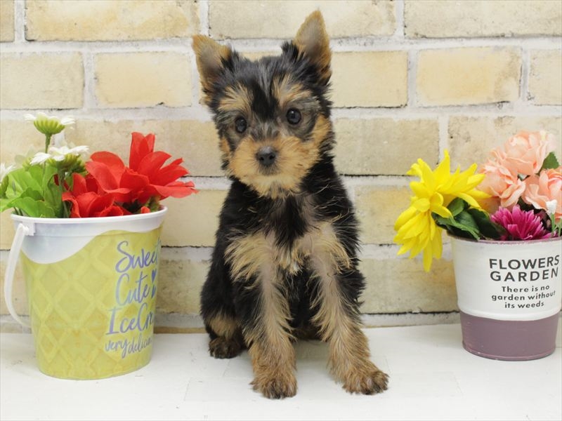 福岡県のヨークシャーテリア (ワンラブ福岡総本店/2025年10月13日生まれ/女の子/スチールブルータン)の子犬の3枚目の画像