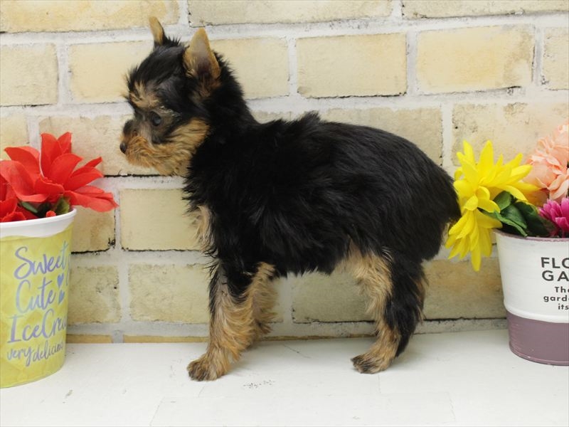 福岡県のヨークシャーテリア (ワンラブ福岡総本店/2025年10月13日生まれ/女の子/スチールブルータン)の子犬の2枚目の画像