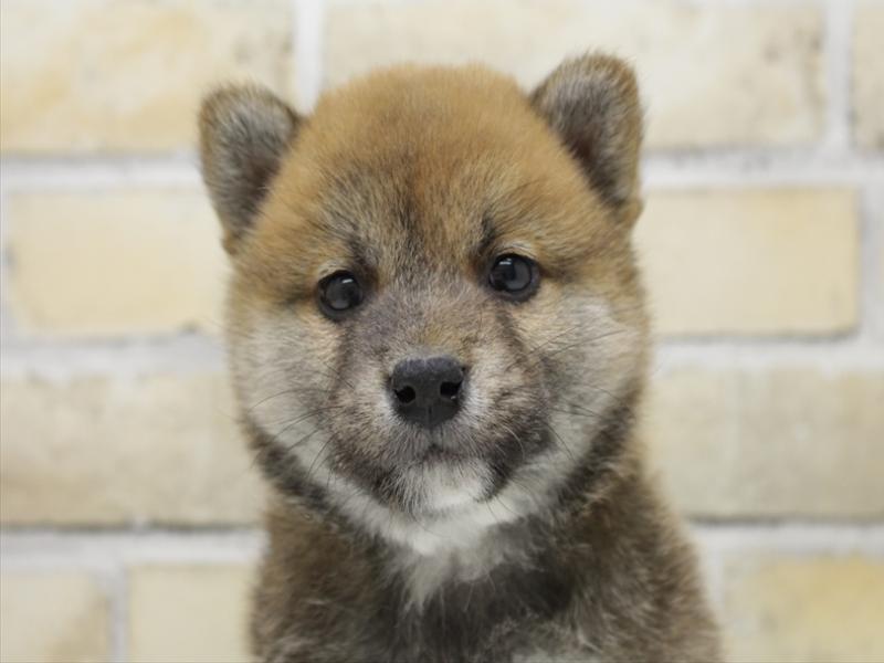 佐賀県の柴犬(標準サイズ) (ワンラブゆめタウン武雄店/2025年10月12日生まれ/男の子/赤)の子犬