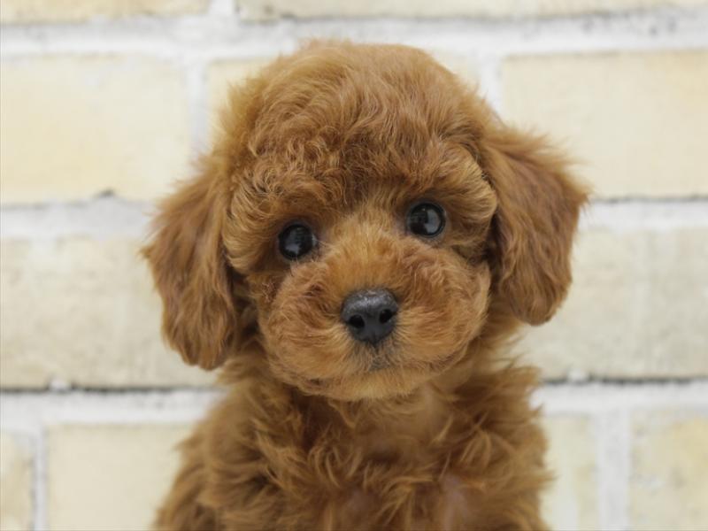 福岡県のトイプードル(トイ) (ワンラブ福岡総本店/2025年10月10日生まれ/男の子/レッド)の子犬の1枚目の画像