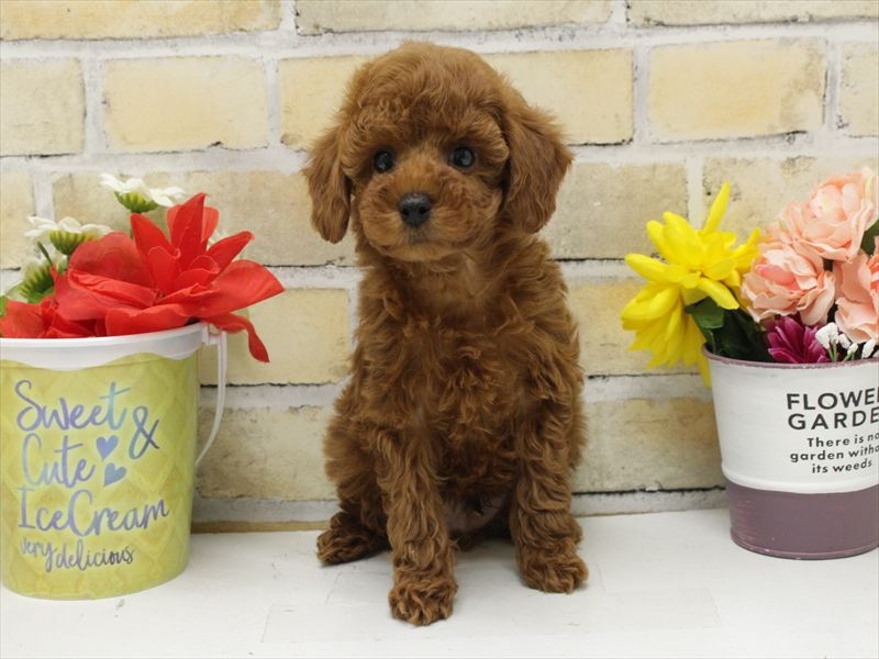 福岡県のトイプードル(トイ) (ワンラブ福岡総本店/2025年10月10日生まれ/男の子/レッド)の子犬の3枚目の画像