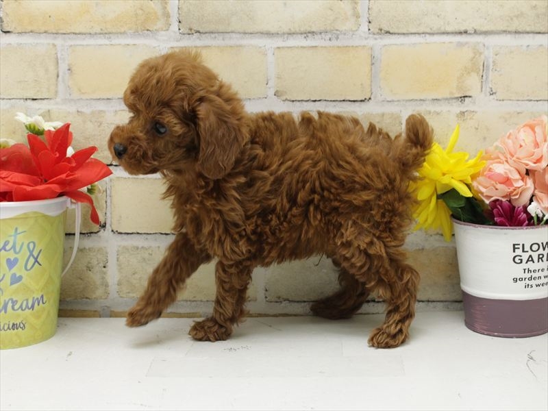 福岡県のトイプードル(トイ) (ワンラブ福岡総本店/2025年10月10日生まれ/男の子/レッド)の子犬の2枚目の画像