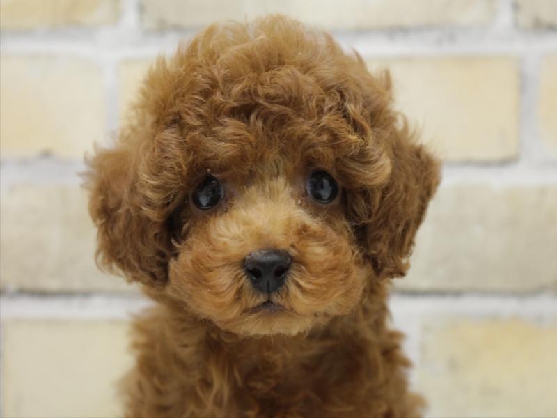 沖縄県のトイプードル(トイ) (ワンラブ浦添パルコシティ店/2025年10月11日生まれ/男の子/レッド)の子犬の1枚目の画像