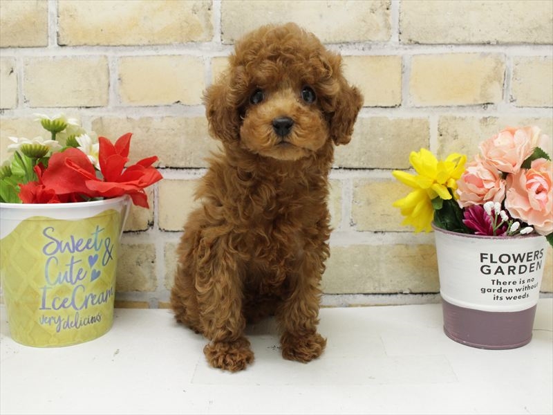 沖縄県のトイプードル(トイ) (ワンラブ浦添パルコシティ店/2025年10月11日生まれ/男の子/レッド)の子犬の3枚目の画像