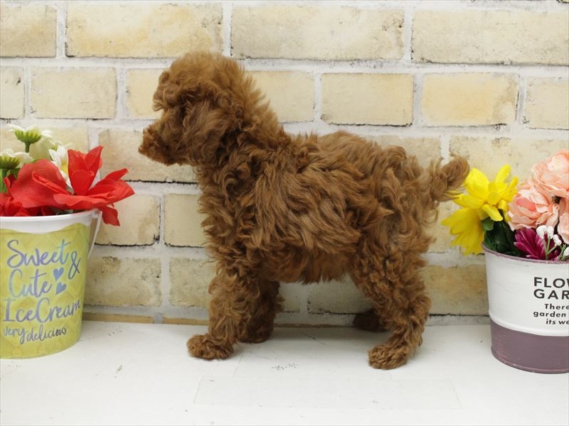 沖縄県のトイプードル(トイ) (ワンラブ浦添パルコシティ店/2025年10月11日生まれ/男の子/レッド)の子犬の2枚目の画像