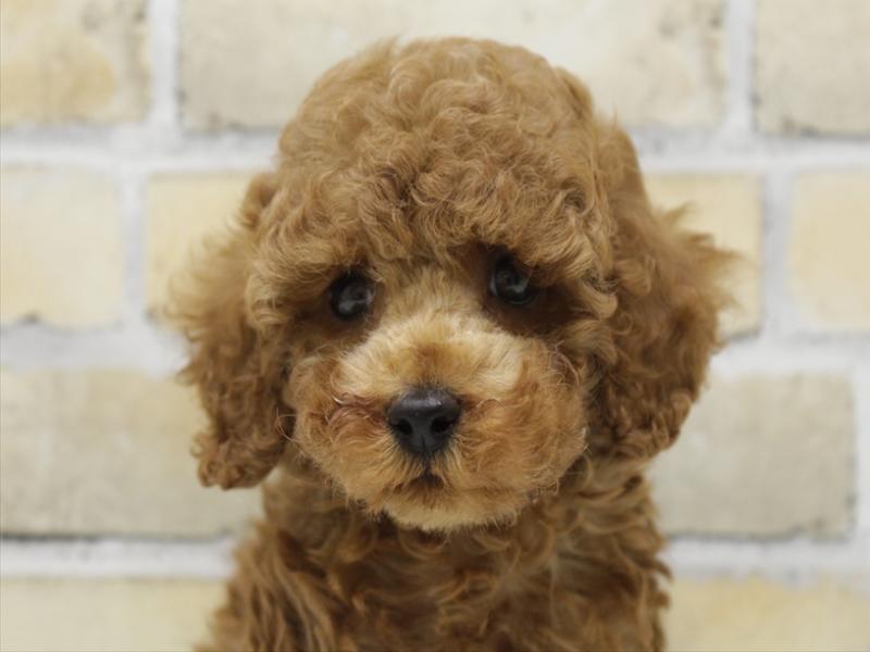 福岡県のトイプードル(トイ) (ワンラブゆめタウン博多店/2025年10月11日生まれ/男の子/レッド)の子犬の1枚目の画像