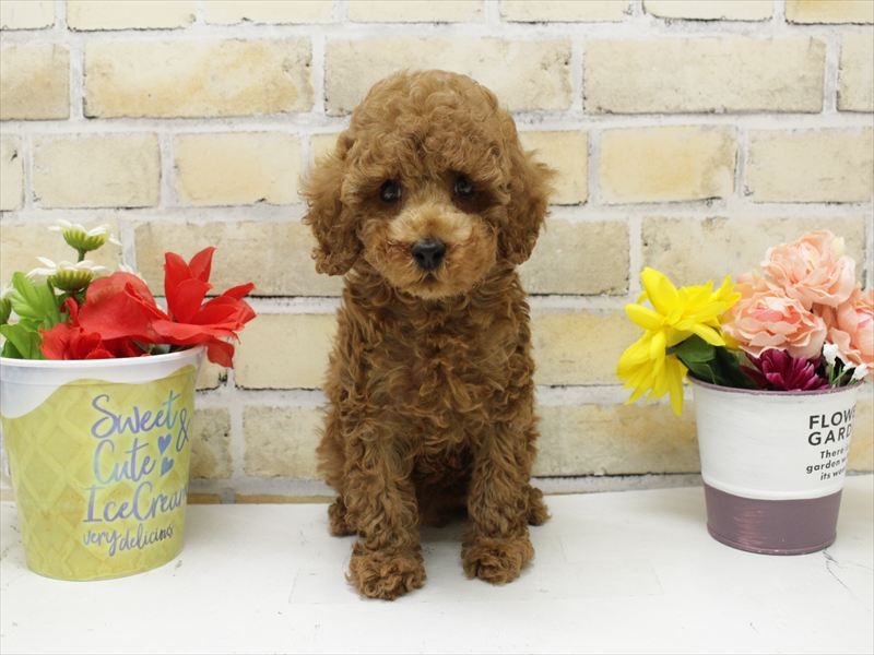 福岡県のトイプードル(トイ) (ワンラブゆめタウン博多店/2025年10月11日生まれ/男の子/レッド)の子犬の3枚目の画像