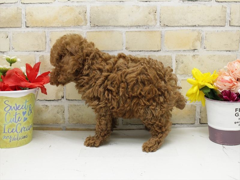 福岡県のトイプードル(トイ) (ワンラブゆめタウン博多店/2025年10月11日生まれ/男の子/レッド)の子犬の2枚目の画像