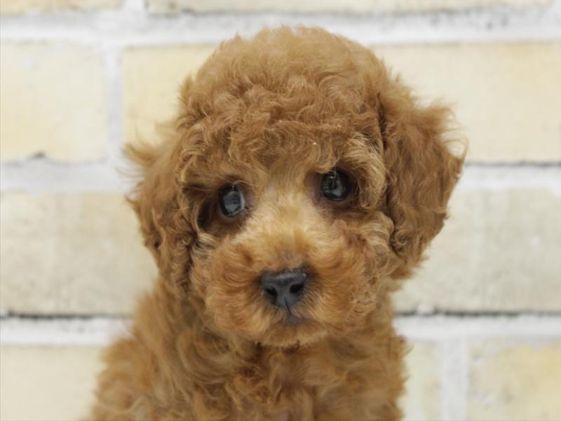 福岡県のトイプードル(トイ) (ワンラブ福岡総本店/2025年10月11日生まれ/男の子/レッド)の子犬の1枚目の画像