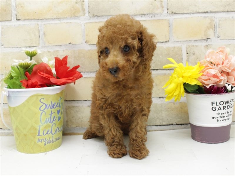 福岡県のトイプードル(トイ) (ワンラブ福岡総本店/2025年10月11日生まれ/男の子/レッド)の子犬の3枚目の画像