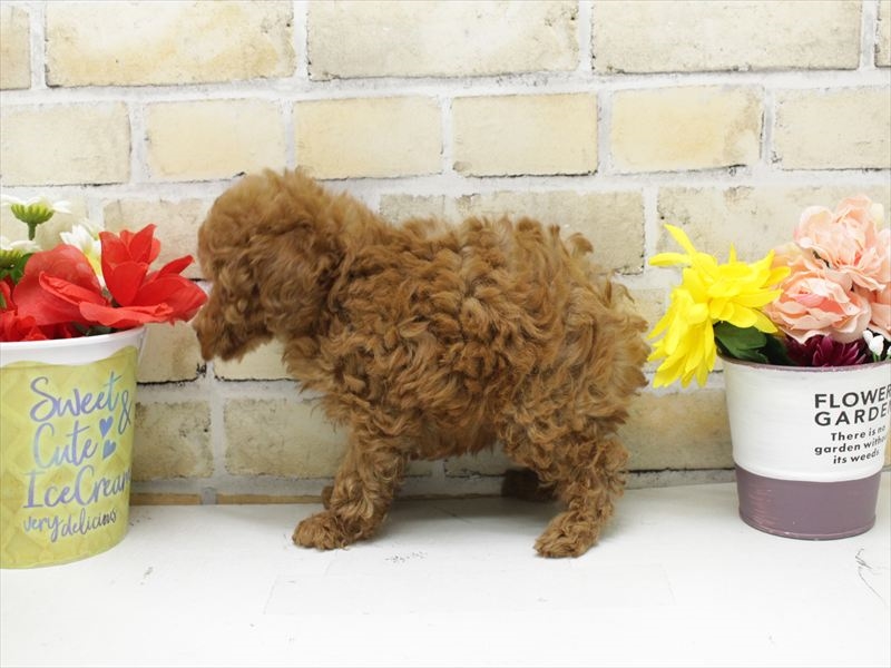 福岡県のトイプードル(トイ) (ワンラブ福岡総本店/2025年10月11日生まれ/男の子/レッド)の子犬の2枚目の画像