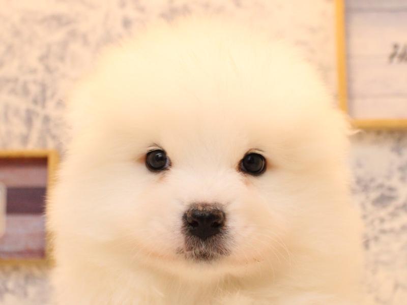 埼玉県のサモエド (ワンラブ埼玉寄居店/2025年10月11日生まれ/女の子/ホワイト)の子犬の1枚目の画像