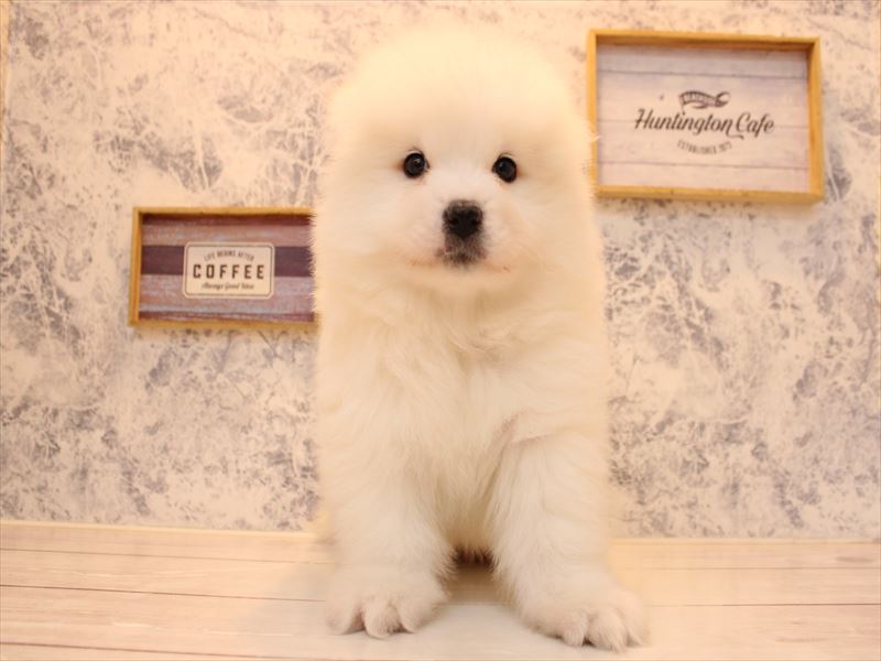 埼玉県のサモエド (ワンラブ埼玉寄居店/2025年10月11日生まれ/女の子/ホワイト)の子犬の3枚目の画像