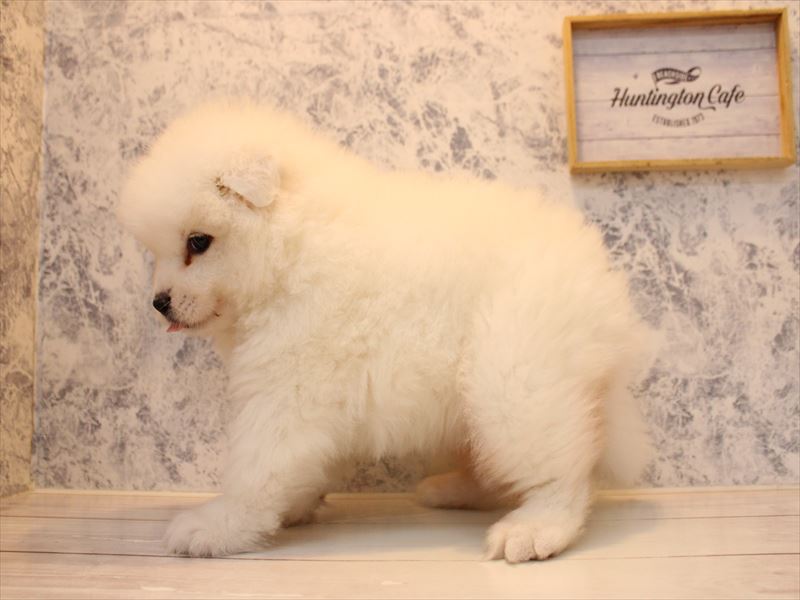 埼玉県のサモエド (ワンラブ埼玉寄居店/2025年10月11日生まれ/女の子/ホワイト)の子犬の2枚目の画像