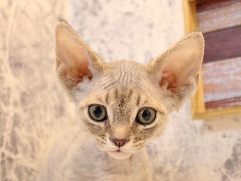 埼玉県のデボンレックス (ワンラブ埼玉寄居店/2025年10月10日生まれ/男の子/ブルータビー)の子猫の1枚目の画像