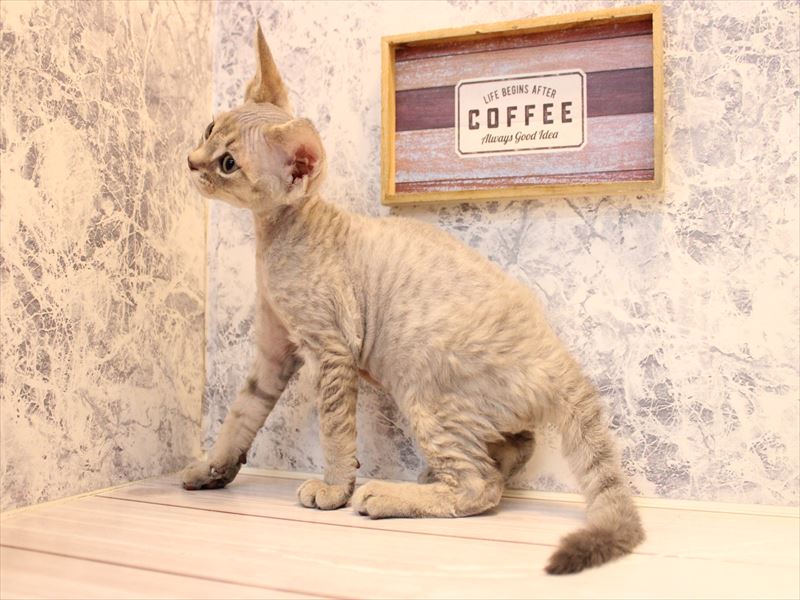 埼玉県のデボンレックス (ワンラブ埼玉寄居店/2025年10月10日生まれ/男の子/ブルータビー)の子猫の3枚目の画像