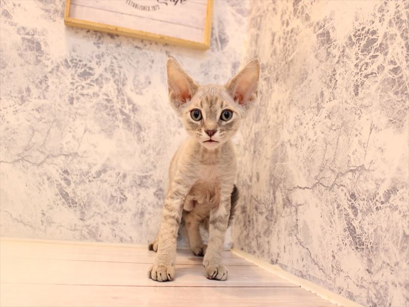 埼玉県のデボンレックス (ワンラブ埼玉寄居店/2025年10月10日生まれ/男の子/ブルータビー)の子猫の2枚目の画像