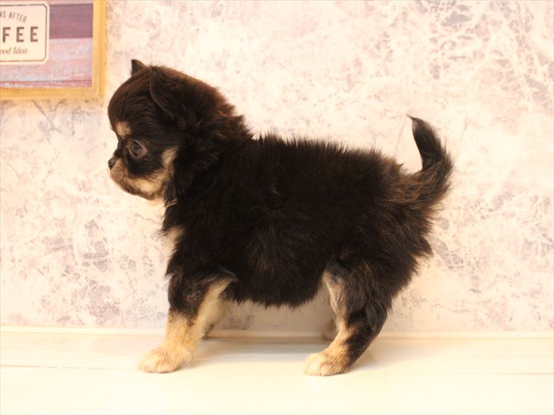 埼玉県のチワワ(ロング) (ワンラブ埼玉寄居店/2025年10月13日生まれ/女の子/ブラックタン)の子犬の3枚目の画像