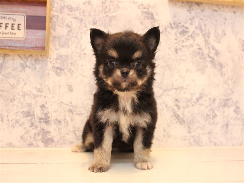 埼玉県のチワワ(ロング) (ワンラブ埼玉寄居店/2025年10月13日生まれ/女の子/ブラックタン)の子犬の2枚目の画像