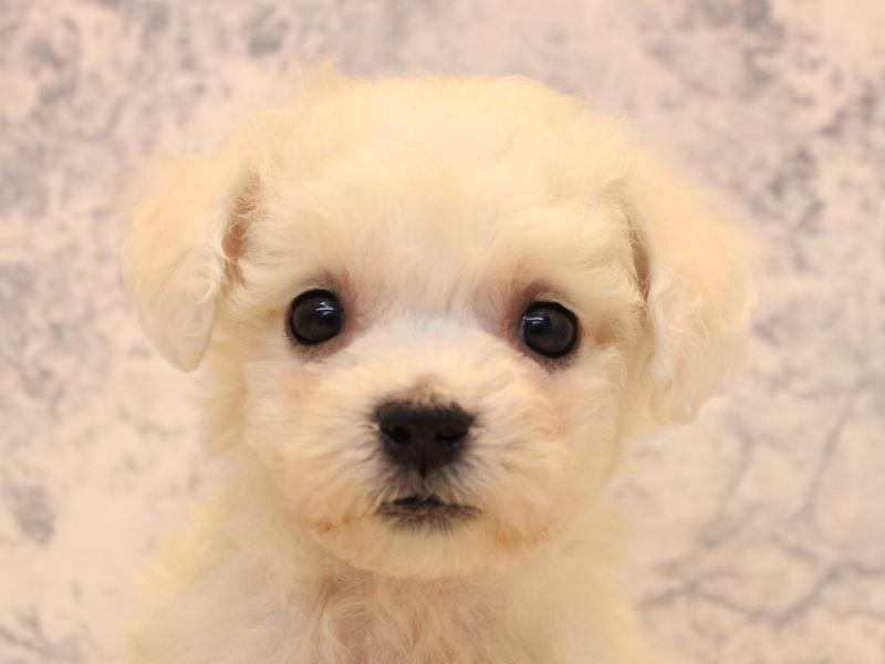 埼玉県のビションフリーゼ (ワンラブ埼玉寄居店/2025年10月11日生まれ/男の子/ホワイト)の子犬の1枚目の画像