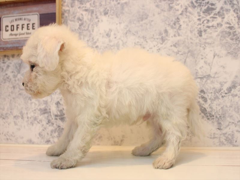 埼玉県のビションフリーゼ (ワンラブ埼玉寄居店/2025年10月11日生まれ/男の子/ホワイト)の子犬の3枚目の画像