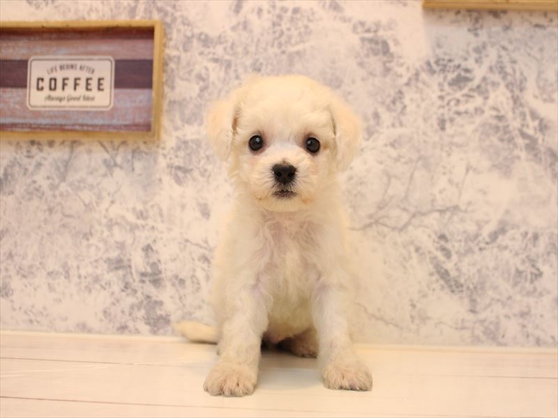 埼玉県のビションフリーゼ (ワンラブ埼玉寄居店/2025年10月11日生まれ/男の子/ホワイト)の子犬の2枚目の画像