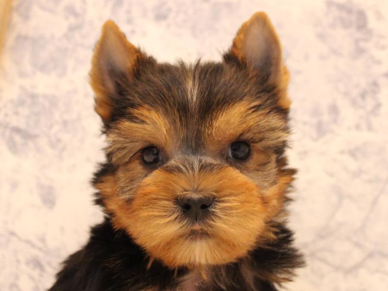 長崎県のヨークシャーテリア (ワンラブイオンタウン長崎長与店/2025年10月12日生まれ/男の子/スチールブルータン)の子犬の1枚目の画像