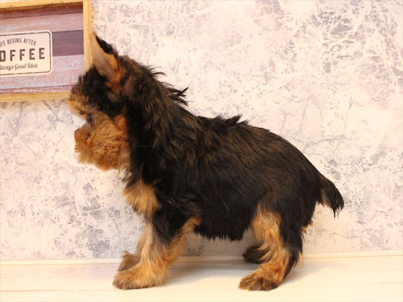 長崎県のヨークシャーテリア (ワンラブイオンタウン長崎長与店/2025年10月12日生まれ/男の子/スチールブルータン)の子犬の3枚目の画像