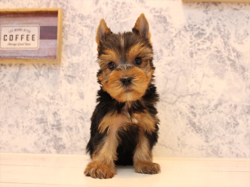 長崎県のヨークシャーテリア (ワンラブイオンタウン長崎長与店/2025年10月12日生まれ/男の子/スチールブルータン)の子犬の2枚目の画像